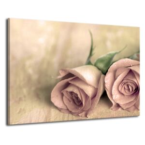 Obraz drukowany Pink rose 70 x 50 cm