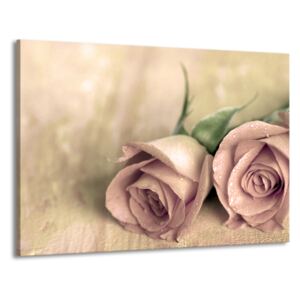 Obraz drukowany Pink rose 100 x 70 cm