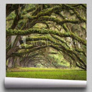 Fototapeta Oaks Avenue Charleston SC plantacja Live Oak trees forest