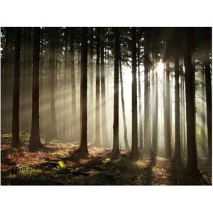 Fototapeta HD: Mgła w lesie, 250x193 cm