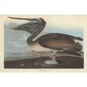 Reprodukcja Brown Pelican 1838, John James (after) Audubon