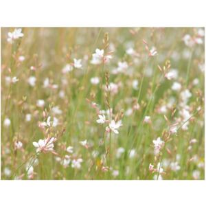 Fototapeta HD: Kwiaty na polanie, 200x154 cm