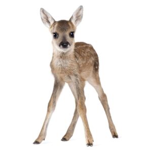 Naklejka ścienna Dekornik Deer Lucy, 72x115 cm
