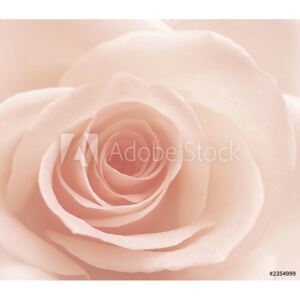 Fototapeta pastelowa róża
