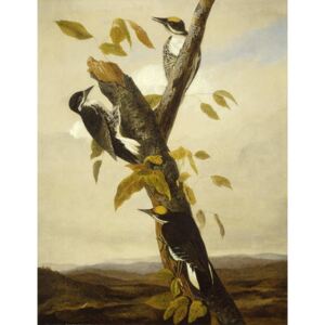 Reprodukcja Black-Backed Three-Toed Woodpecker 1831-3, John James (after) Audubon