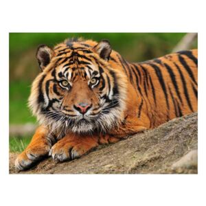 Fototapeta - Tygrys sumatrzański (200X154)