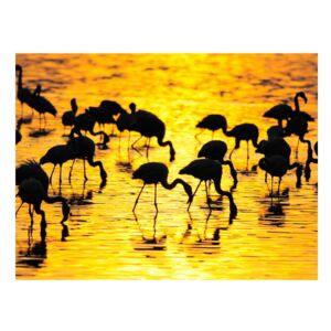 Fototapeta - Kenia - flamingi na jeziorze Nakuru (300X231)