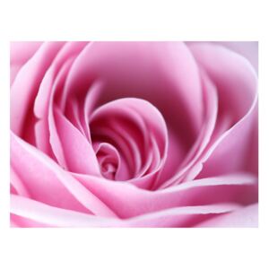 Fototapeta - Różowa róża (350X270)