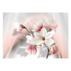 Fototapeta - Biel kwiatu magnolii (100X70)