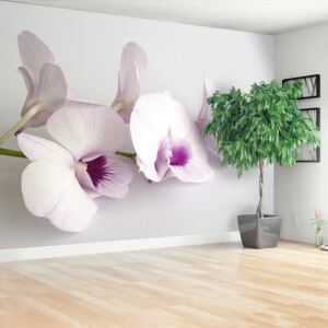 Fototapeta Białe orchidee