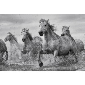 Plakat, Obraz Konie - Camargue Horses, (91,5 x 61 cm)