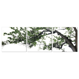 Deciduous tree Obraz, (180 x 60 cm)