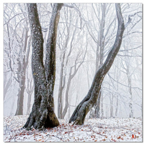 Trees Obraz, (120 x 120 cm)