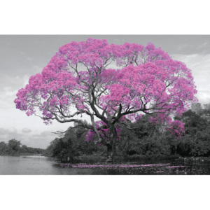 Plakat, Obraz Tree - Pink Blossom, (91,5 x 61 cm)