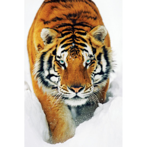 Plakat, Obraz Tiger in the snow, (61 x 91,5 cm)