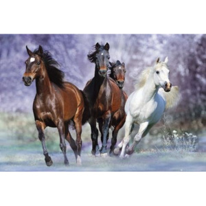Plakat, Obraz Running horses - bob langrish, (91,5 x 61 cm)