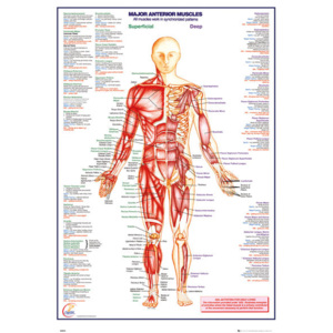 Plakat, Obraz Ludzkie Cia o - Major Anterior Muscles, (61 x 91,5 cm)