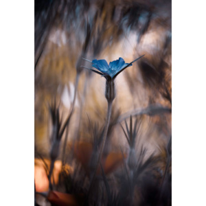 Fotografia artystyczna The Blue Crown, Fabien Bravin