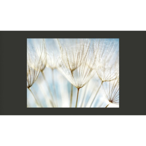 Fototapeta - Abstrakcyjne tło - nasiona dmuchawca