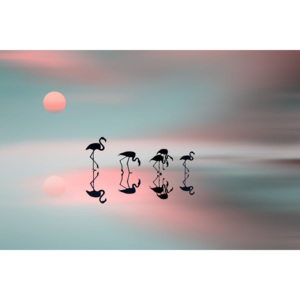 Fotografia artystyczna Family flamingos, Natalia Baras