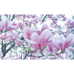 Kwiaty magnolii Fototapeta, Tapeta, (254 x 184 cm)
