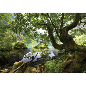 Drzewo Przyroda Jezioro Fototapeta, Tapeta, (312 x 219 cm)