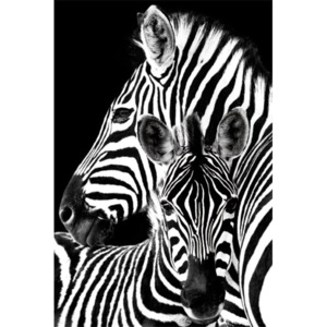 Plakat, Obraz Zebra, (61 x 91,5 cm)