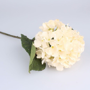 Dekoracyjny kwiat białej hortensji Dakls