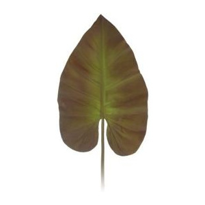 Dekoracyjny liść Taro