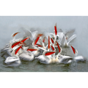 Fotografia artystyczna Pelicans in motion blur, Xavier Ortega