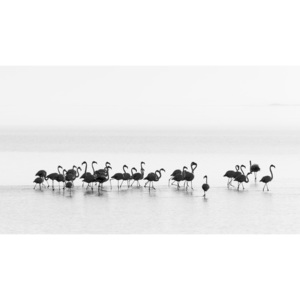 Fotografia artystyczna Flamingos, Joan Gil Raga