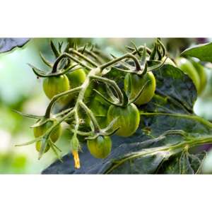 Fototapeta młode zielone pomidory na krzaku FP 1042
