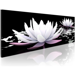 Obraz - Białe lilie wodne