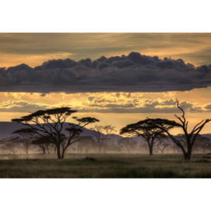 Good Evening Tanzania Fototapeta, Tapeta, (254 x 184 cm)