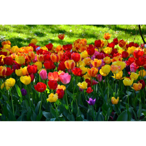 Fototapeta polana obsypana kolorowymi tulipanami FP 496