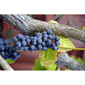 Fototapeta krzew winogrona z owocami FP 966