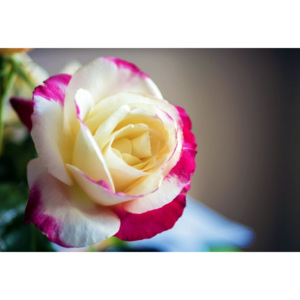 Fototapeta zjawiskowo ubarwiona róża FP 796