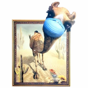 Naklejka na ścianę Obraz Wielbłąd WS-0308