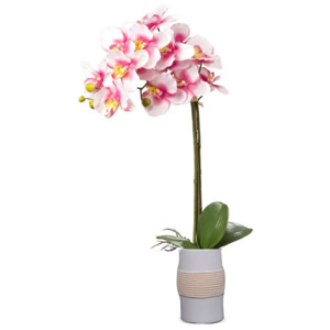 Orchidea w doniczce wys 75 cm