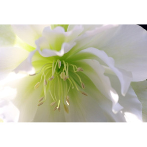Fototapeta powabny biały kwiat FP 333