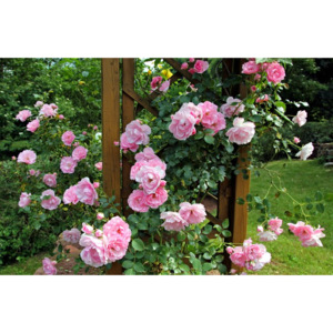 Fototapeta róża bukietowa w ogrodzie FP 471