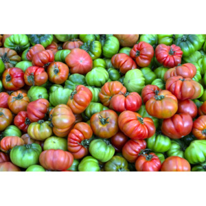 Fototapeta pomidory o czerwono zielonym zabarwieniu FP 913