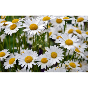 Fototapeta zacisze białych kwiatów FP 564