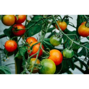 Fototapeta na ścianę dojrzewające pomidorki FP 3855