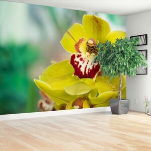 Fototapeta Żółta orchidea