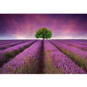 Dywan winylowy Lavender Field, 52x75 cm