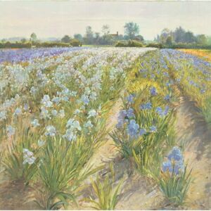 Reprodukcja Blue and White Irises Wortham, Timothy Easton