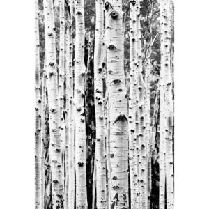 Fotografia artystyczna Birch trunks, Sisi & Seb