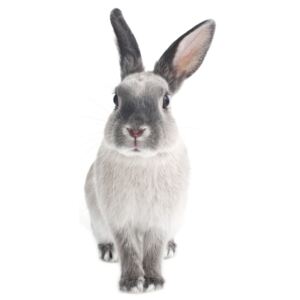 Naklejka ścienna Dekornik Rabbit Harry, 37x80 cm