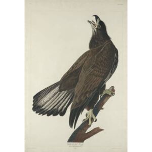 Reprodukcja White-Headed Eagle 1832, John James (after) Audubon